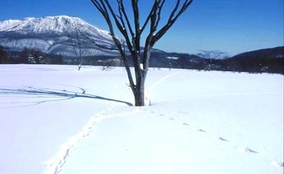キツネとリスの交差点。バックは黒姫山です。