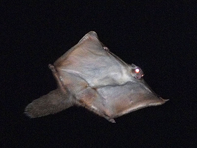 滑空するムササビ