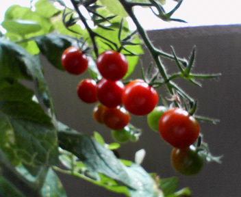 ベランダトマト