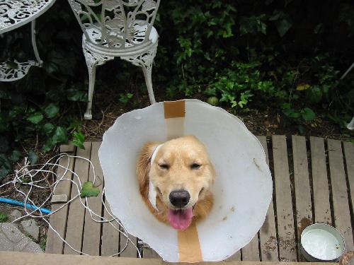 エリザベスカラー1