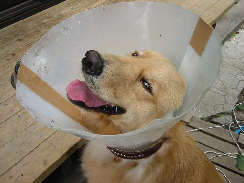 エリザベスカラー2