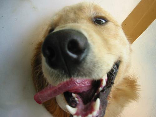 エリザベスカラー3