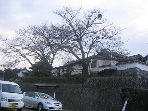 橘寺２