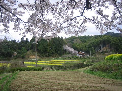 菜の花畑