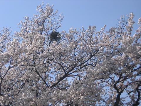 桜とヤドリギ