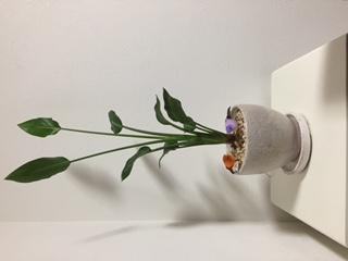 誕生日プレゼント