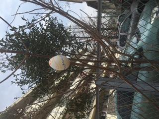 木にたまご(笑)