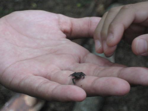 この小さな生き物は?