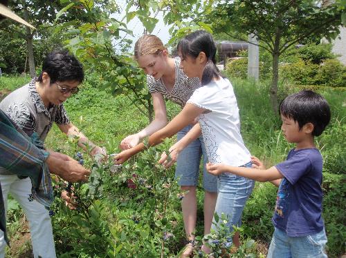 ブルーベリーテス