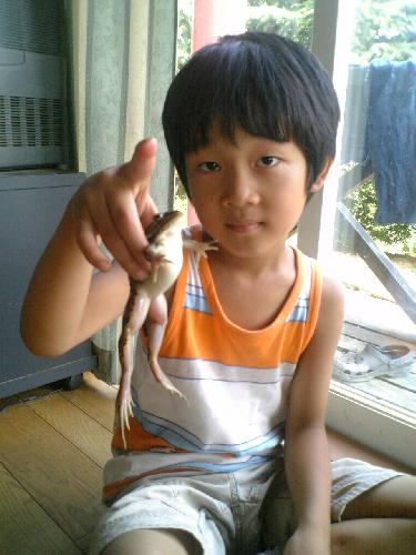 とのさまがえる