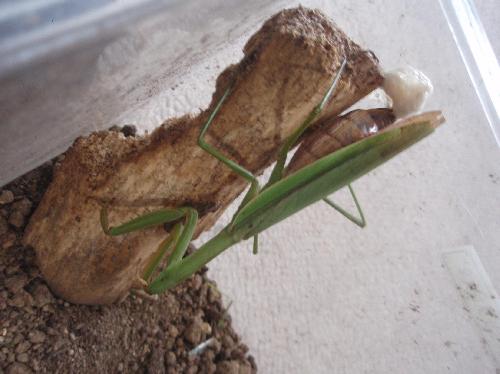 かまきり産み始め