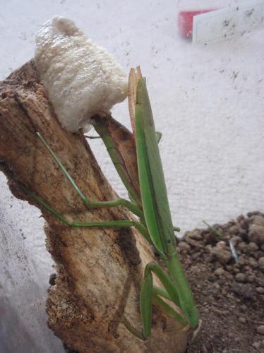 かまきり産み終わり