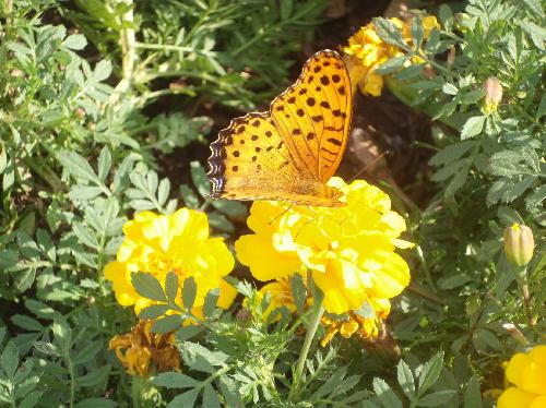 ツマグロヒョウモン