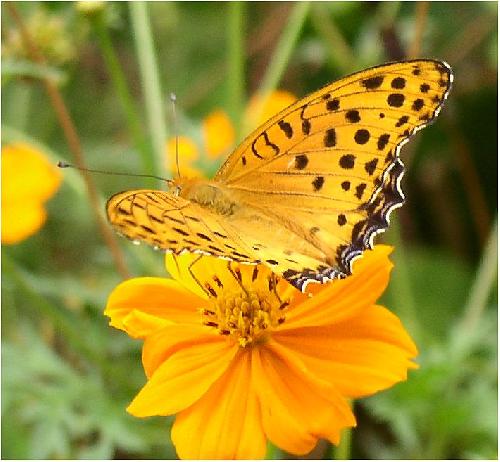 ツマグロヒョウモン オス