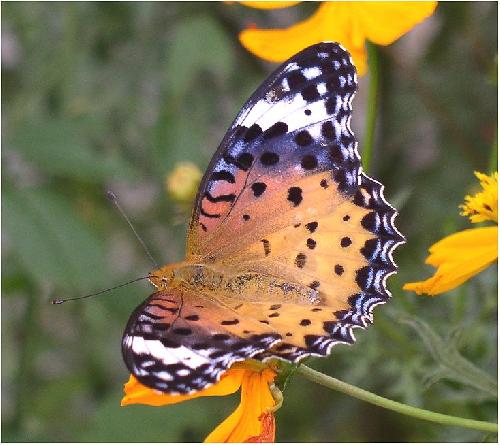 ツマグロヒョウモン　メス