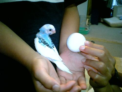 ココ、ゴルフボールと