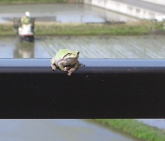 Frog