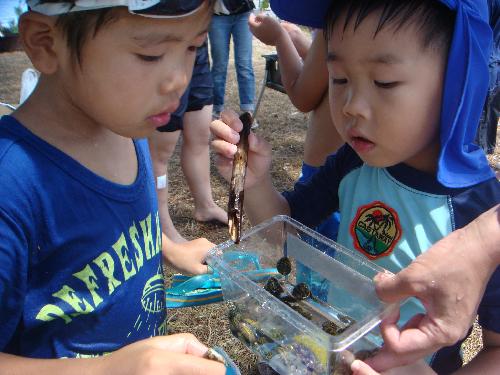 やどかりさんと粒貝見―つけた！