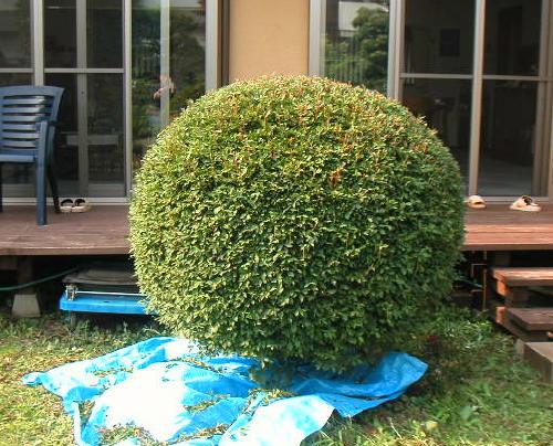 ドウダンツツジ