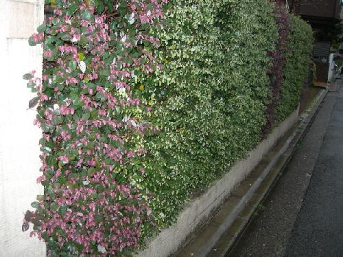 トキワマンサク