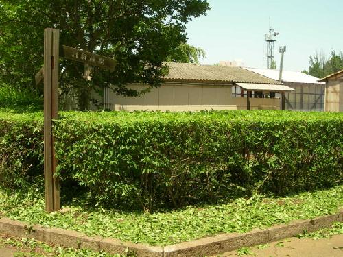 レンギョウの生垣