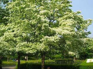 満開！　なんじゃもんじゃの木