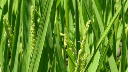 rice plant flowers in Yutsubo