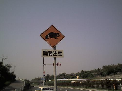 tanuki crossing sign1