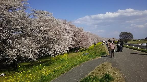 cherryblossam