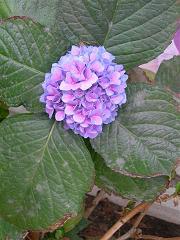 あじさい