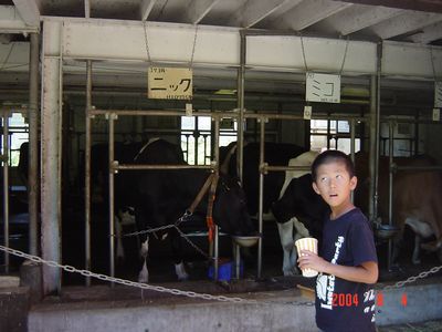 こどもの国ニックという牛