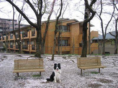 さくらとレックス