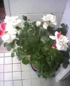 塗り替えられたバラ