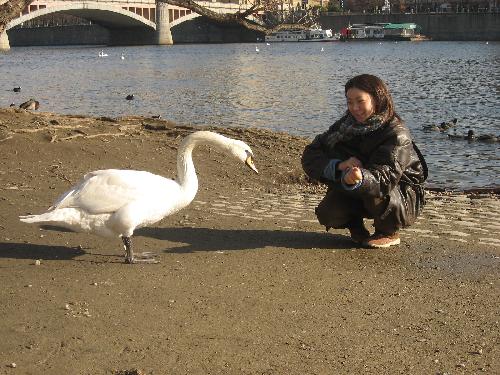 白鳥に・・