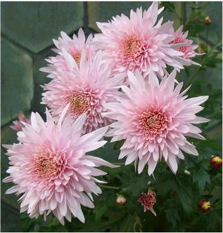 chrysanth-g.jpg