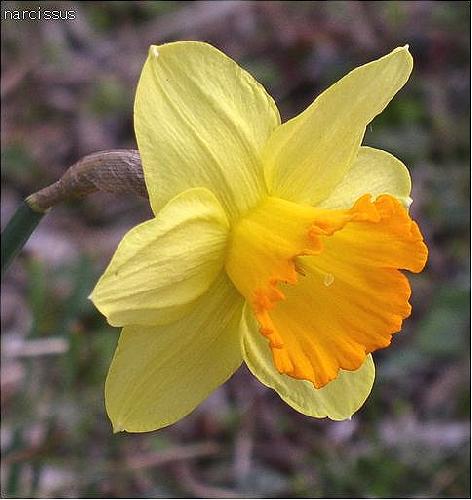 narcissus02