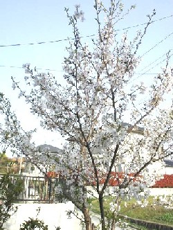 さくら2