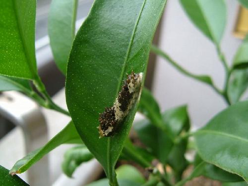 ナミアゲハの幼虫