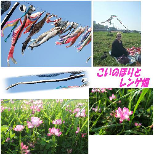 こいのぼりがたくさん