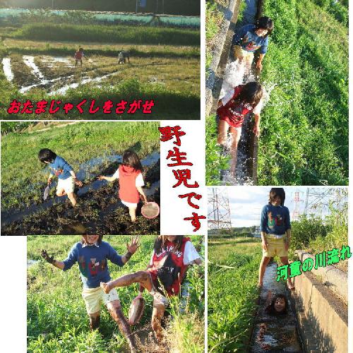 おたまじゃくしさがし