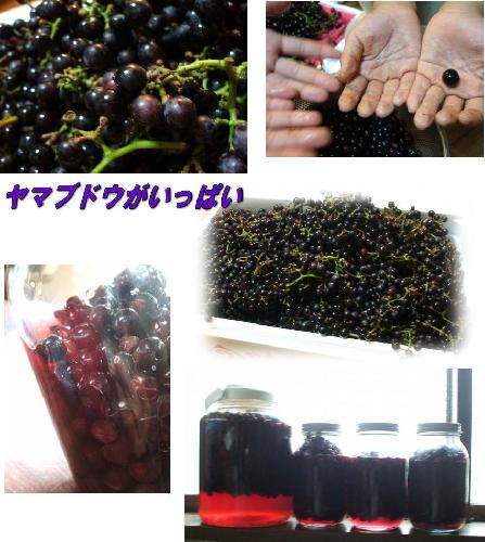ヤマブドウ
