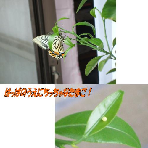 はっぱのうえに！