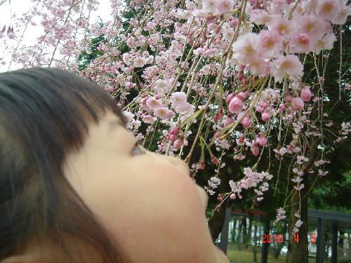 ２０１０桜